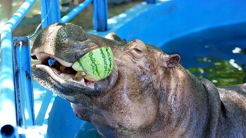 广州动物公园河马吃瓜,广州动物公园河马欢乐“瓜”果时光